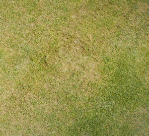 Declining Bentgrass.