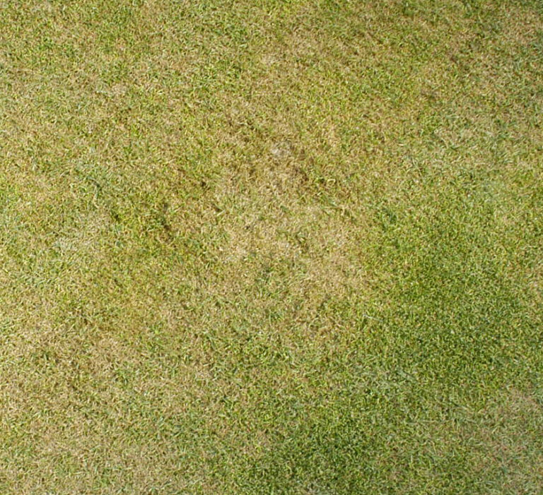 Bacterial Decline of Creeping Bentgrass – Center for Turfgrass Science