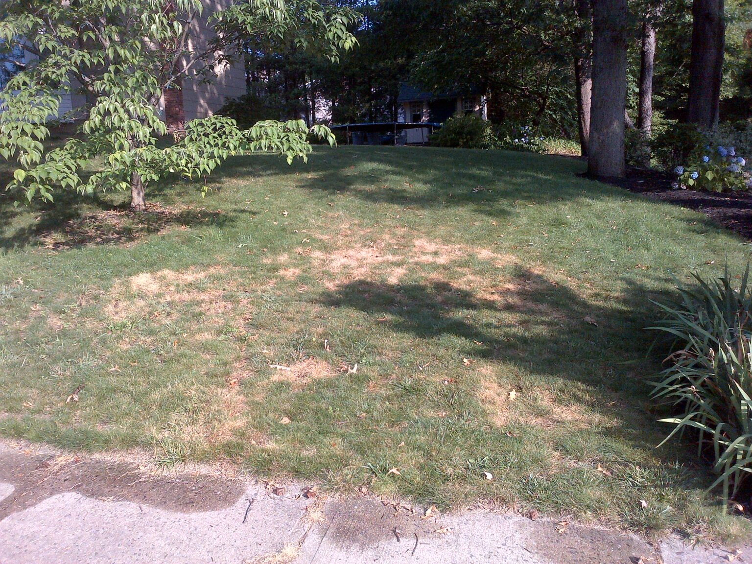 Dog Days and CoolSeason Grass Center for Turfgrass Science