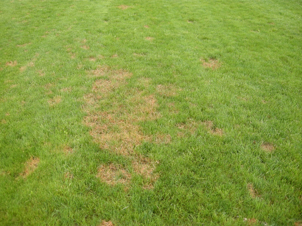 Red thread disease on low maintenance turf.