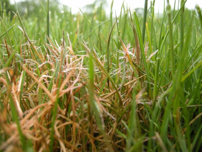 Red Thread Disease is Active – Center for Turfgrass Science