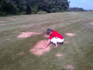 summer patch disease on hard fescue