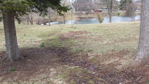 A lawn and a pond.