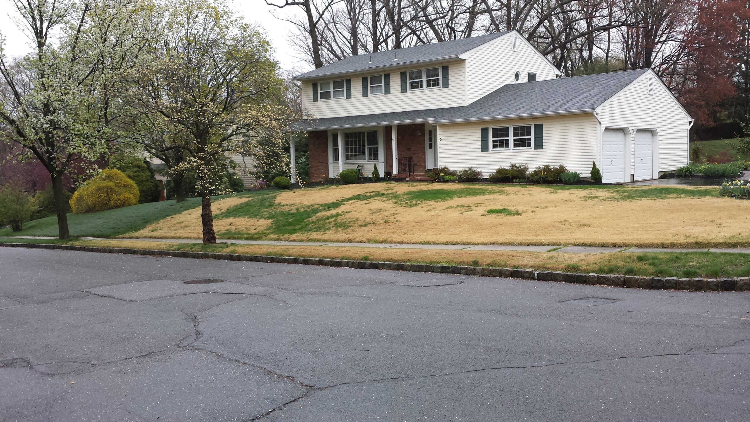 Dormant zoysiagrass with patches of perennial ryegrass in a home lawn.