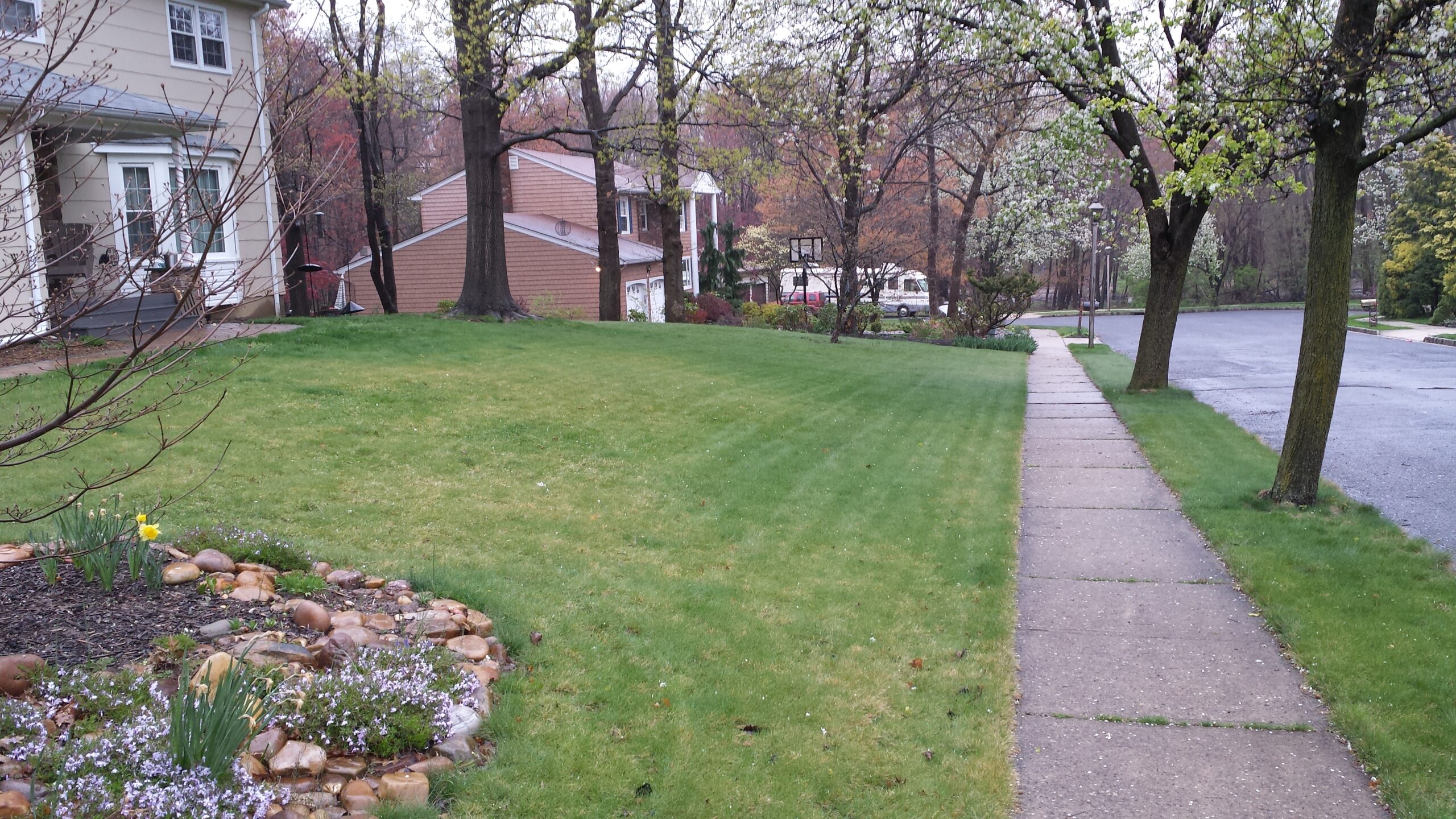 A predominately hard fescue lawn.