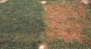 Melting-Out of Kentucky bluegrass.  A resistant cultivar (left) compared to a susceptible cultivar (right).