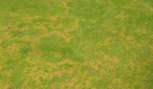 Brown ring patch on a golf green (Photo courtesy of S. McDonald)