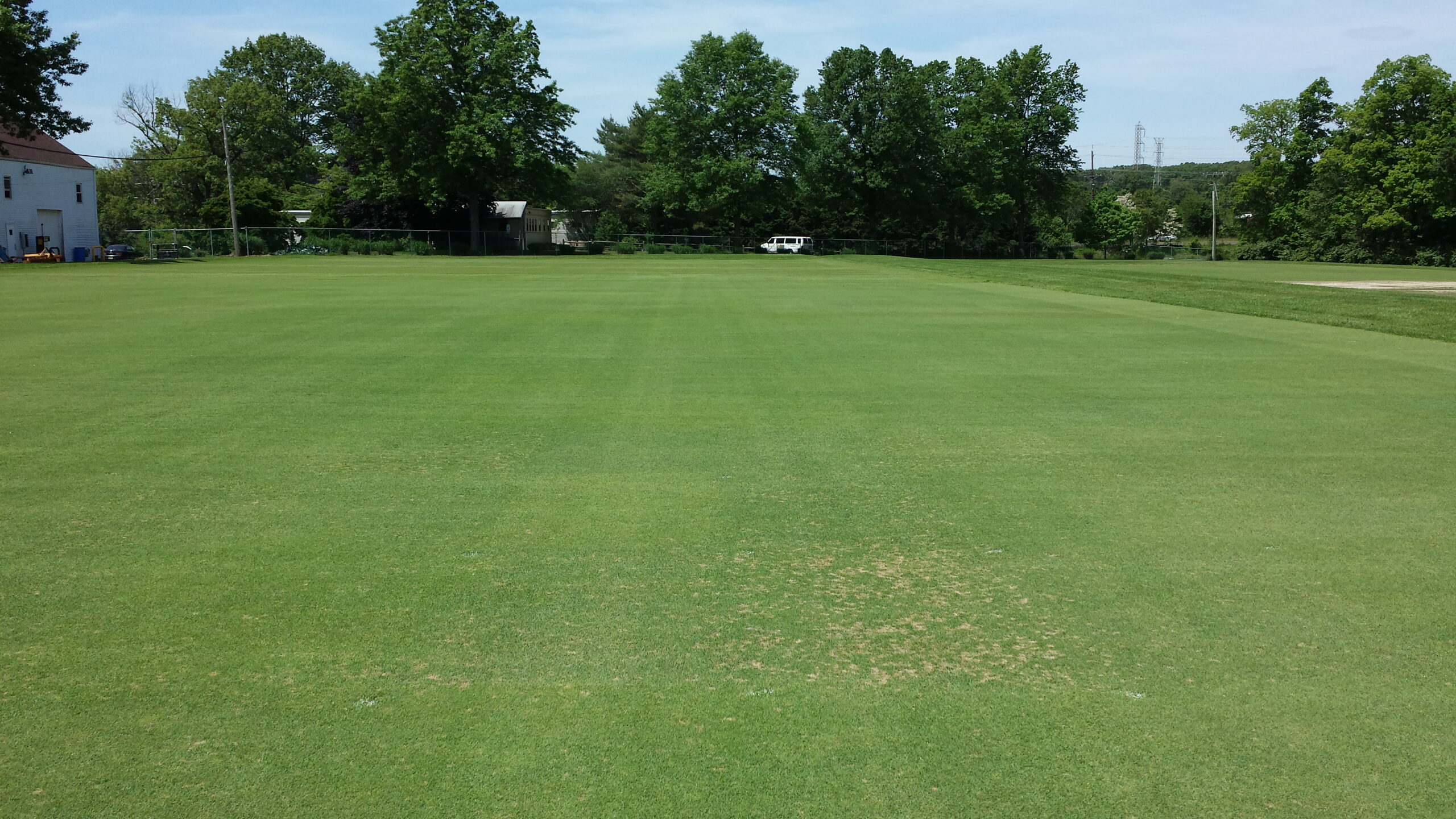 Creeping bentgrass.