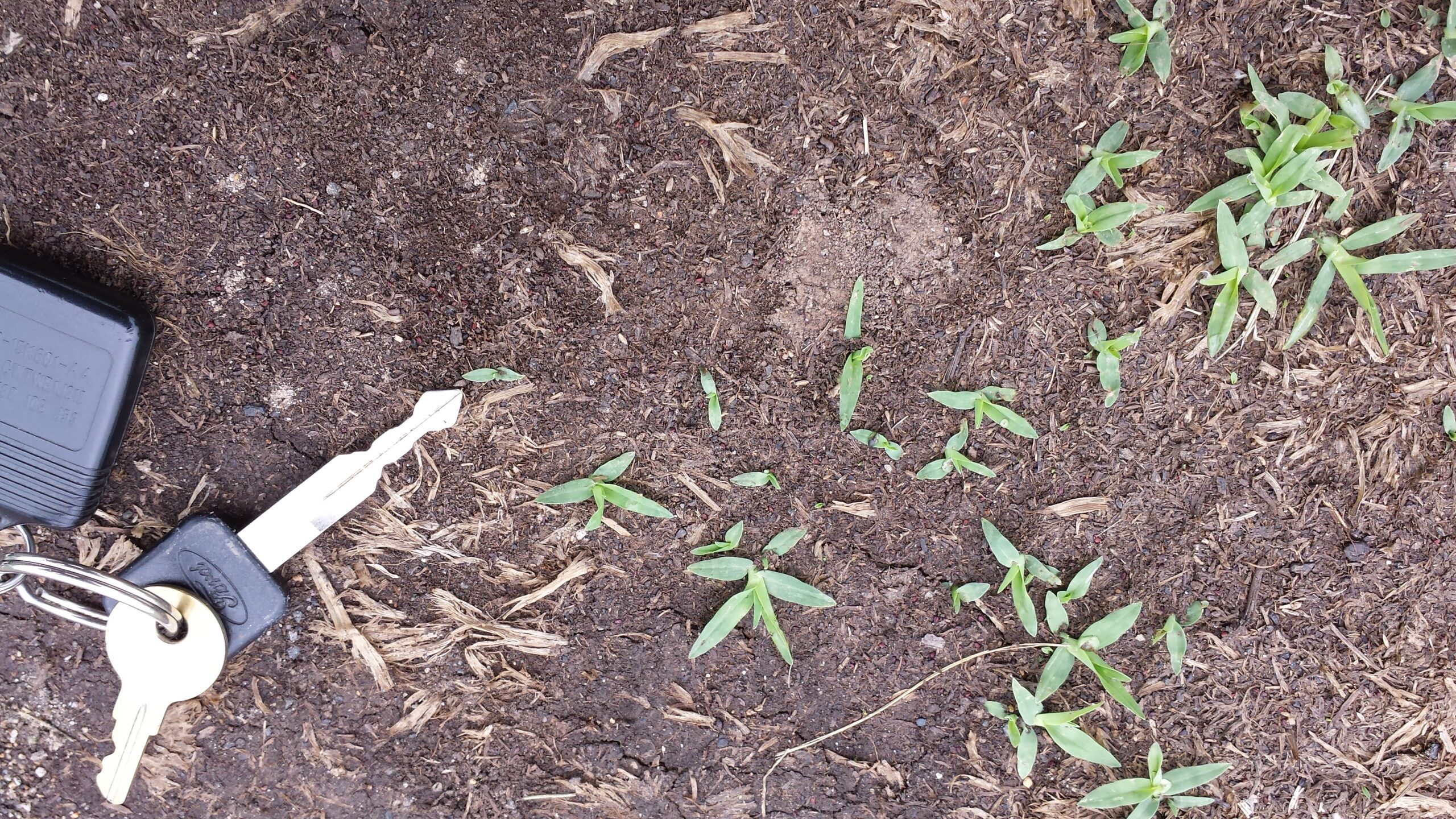 Relatively small crabgrass plants.