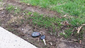 Some confuse the slender  plants emerging along sidewalk edges at this time of year with grass but it is actually prostrate knotweed.