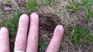 Leaf tips emerging from rhizomes of kyllinga on 15 April 2015 in central New Jersey.