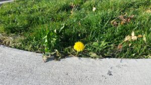 Dandelion bloom on 15 December 2015 in New Brunswick.