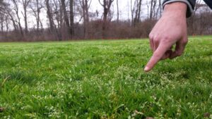 Winter flush of seedheads on annual bluegrass