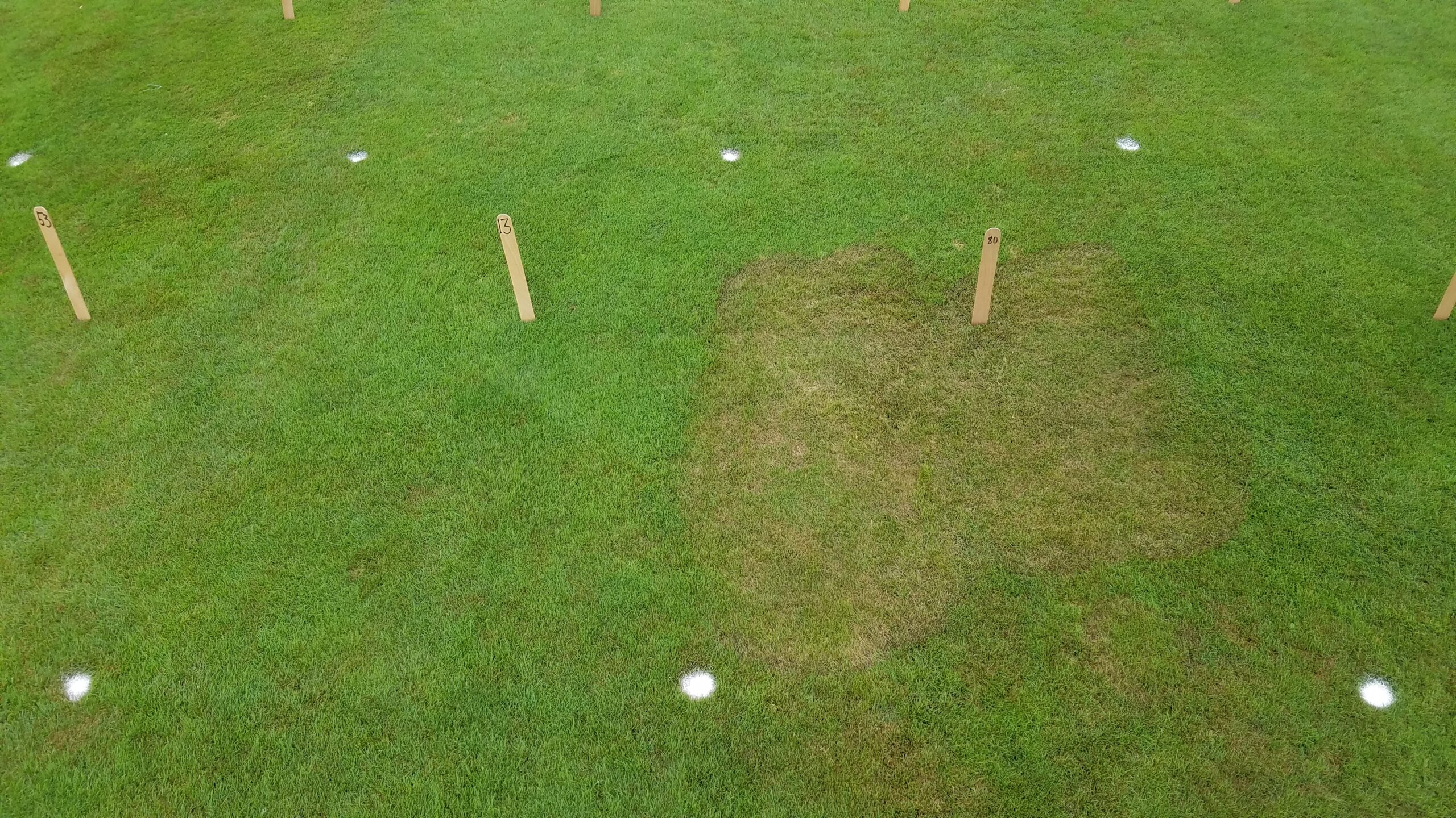 Advanced damage from brown patch disease (plot at right) on colonial bentgrass in a fungicide evaluation trial at Hort Farm No. 2 in North Brunswick NJ.