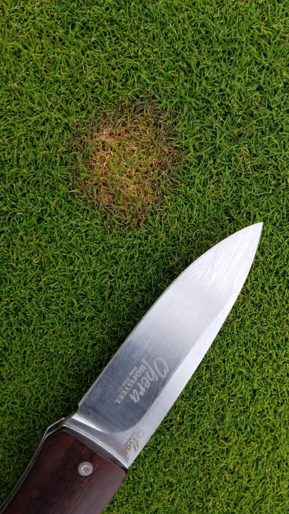 A brown spot on grass with a knife to provide scale.