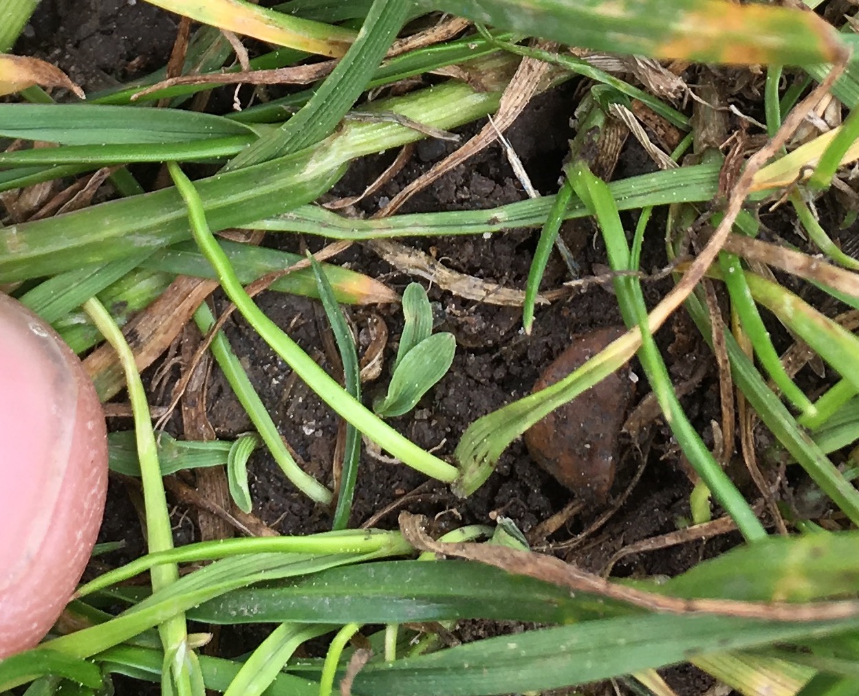 Goosegrass seedlings.