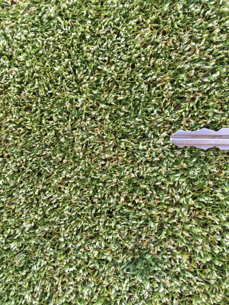 A very seedy annual bluegrass putting green.