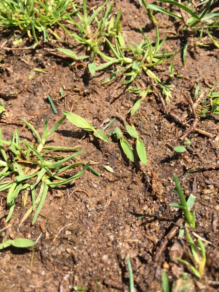 Smooth crabgrass in the leaf stage.