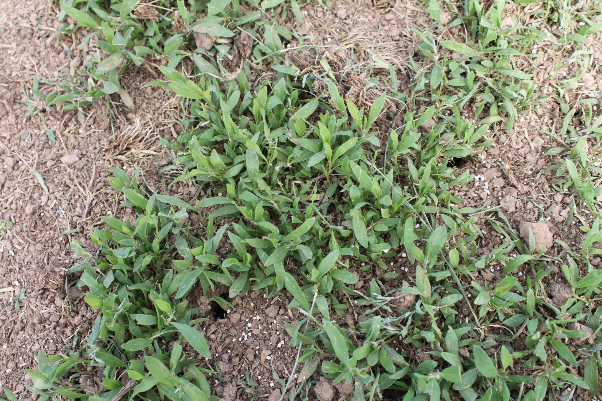 Prostrate knotweed.