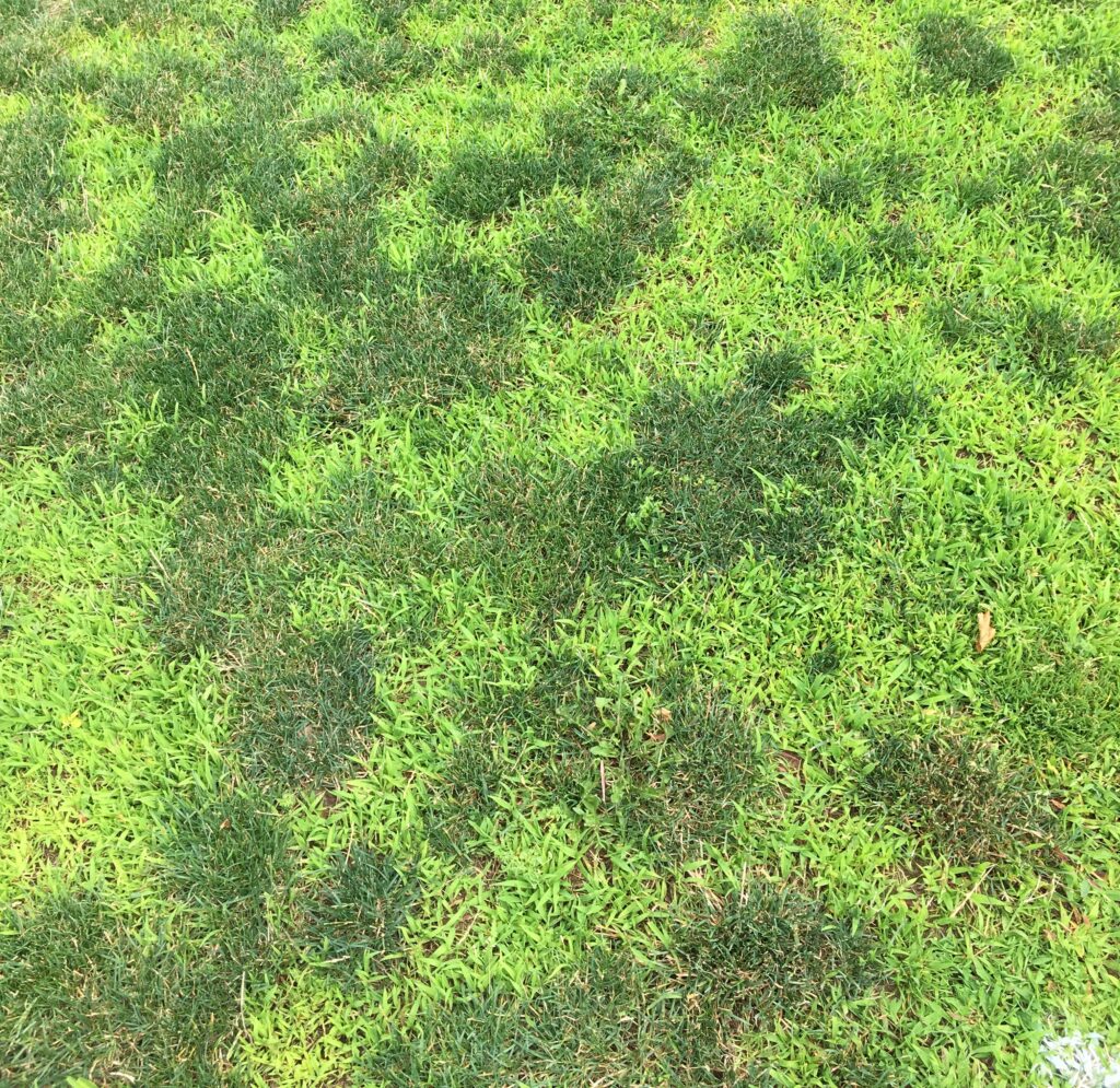 Crabgrass And Goosegrass Control In Fine Turf – Center For Turfgrass 