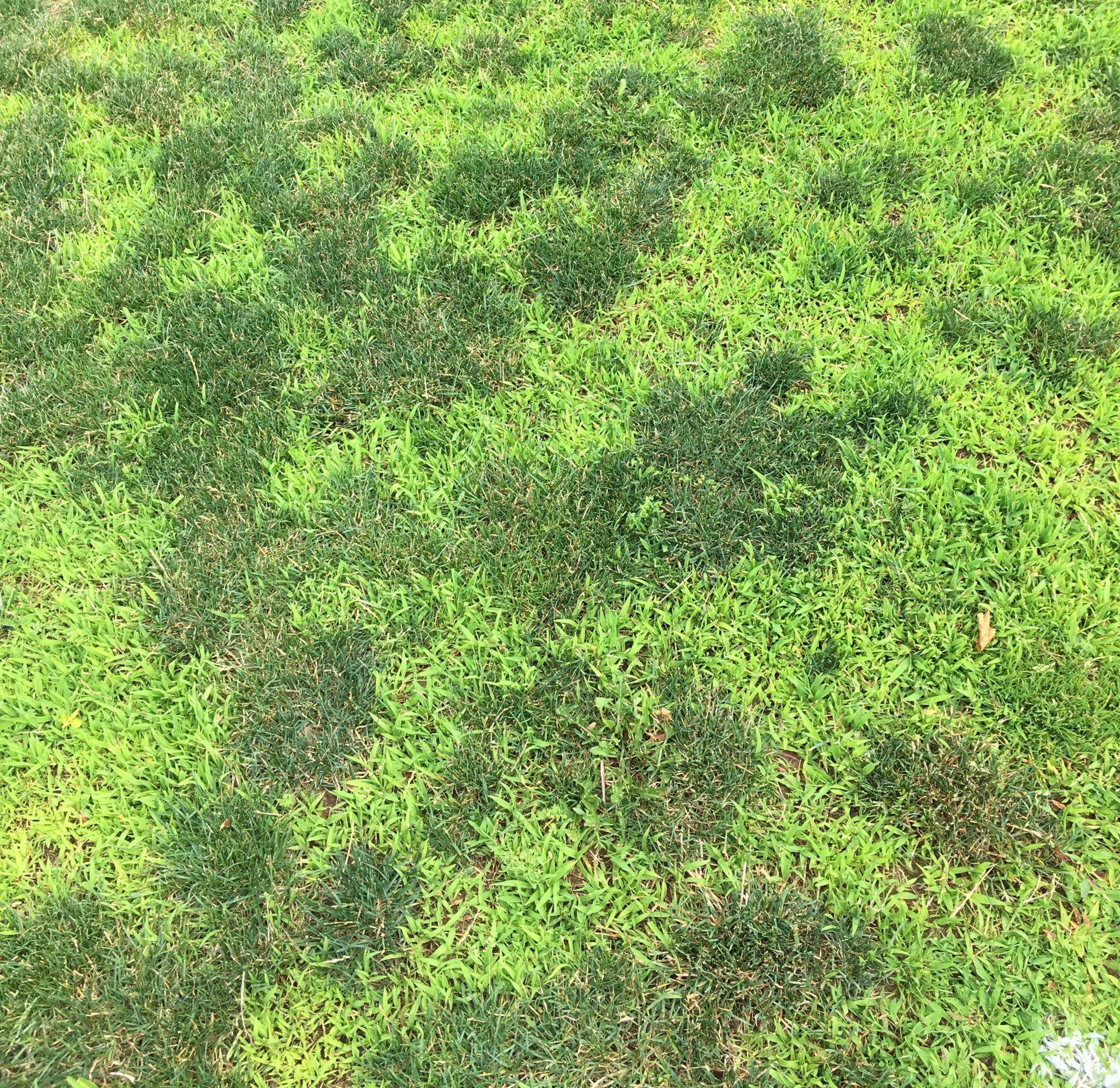 Crabgrass and Goosegrass Control in Fine Turf – Center for Turfgrass ...