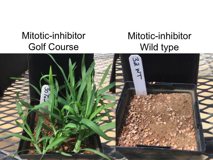 Goosegrass – Center for Turfgrass Science