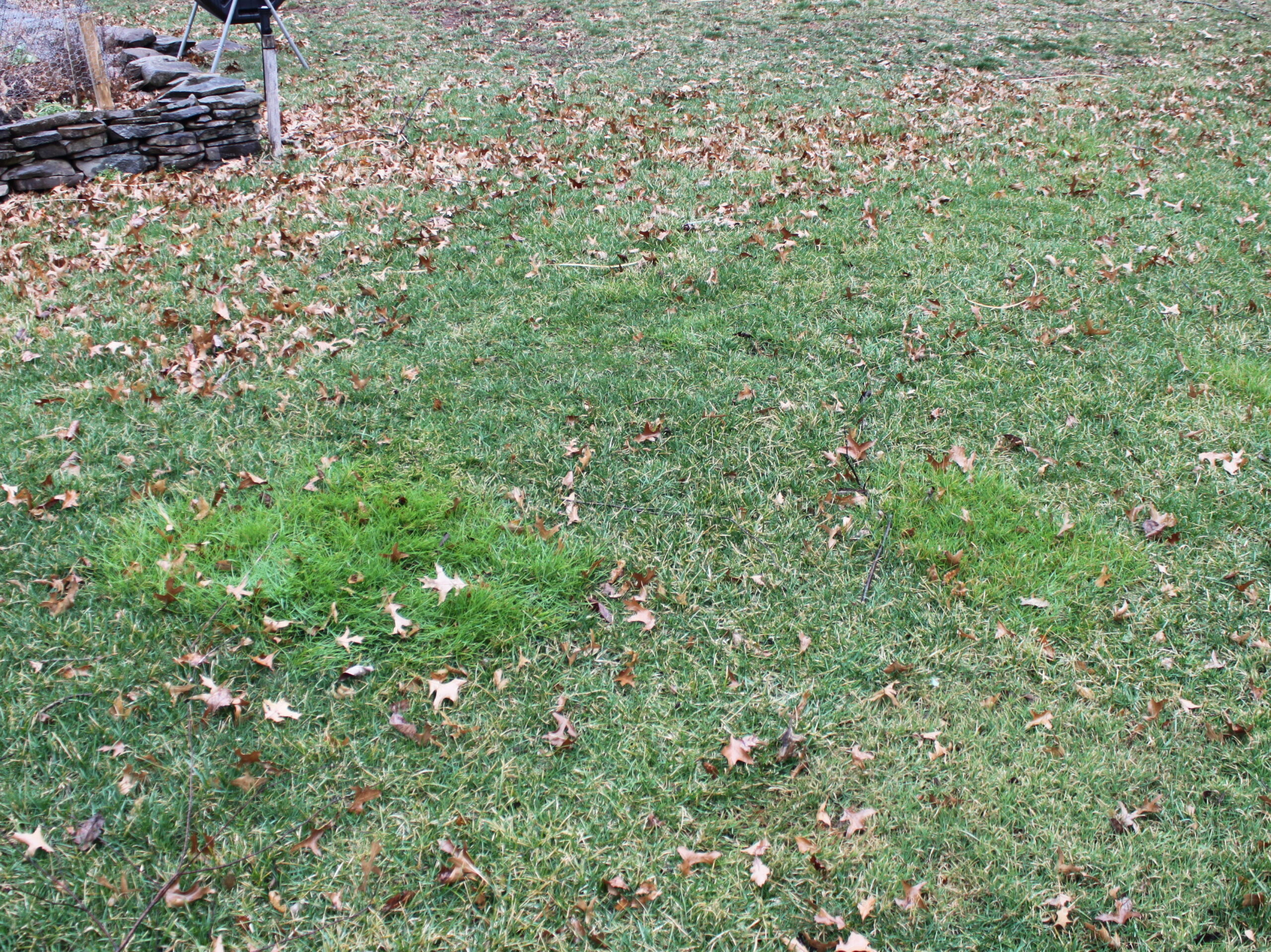 Patch of roughstalk bluegrass in a lawn.