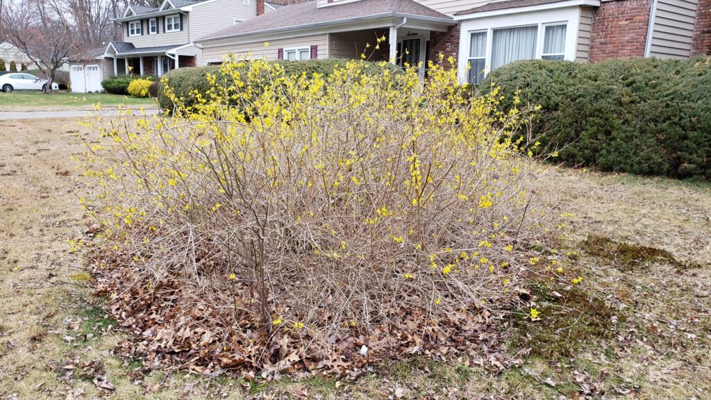 Initial forsythia bloom in a home lawn.