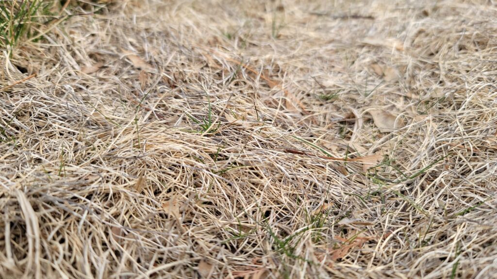 Small seedling plants.