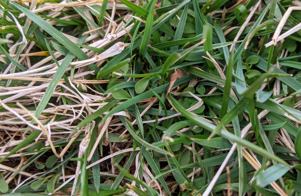 Japanese stiltgrass seedlings.