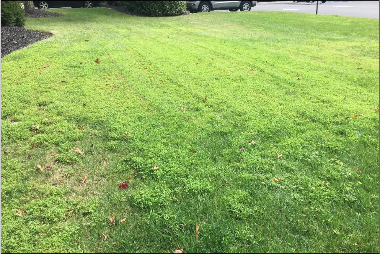 Japanese stiltgrass in a lawn during late summer.