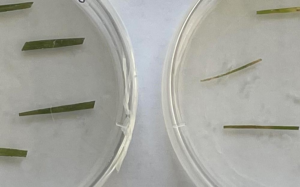 Crenshaw creeping bentgrass AsCPK12 mutant (left) is more resistant to dollar spot caused by C. jackonii than wild type (right).