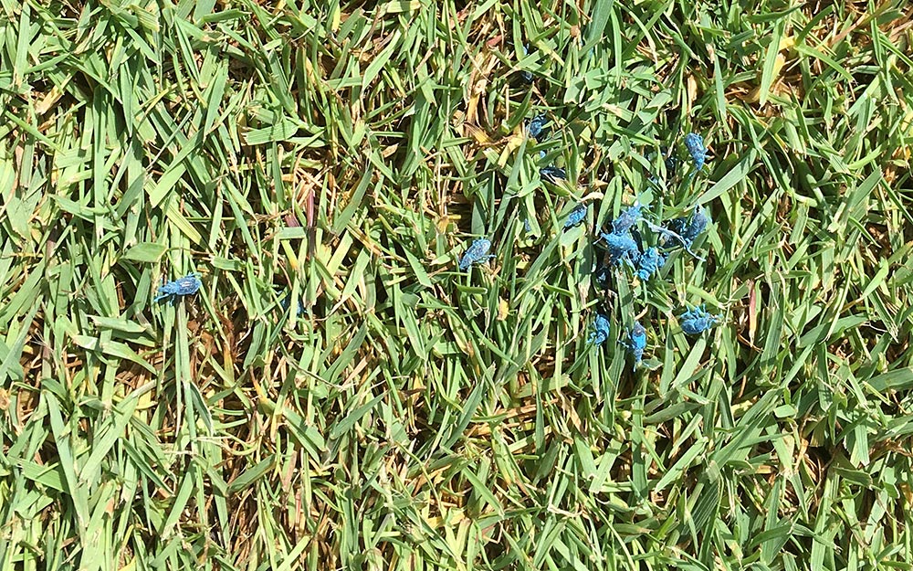 Blue insects on turfgass.