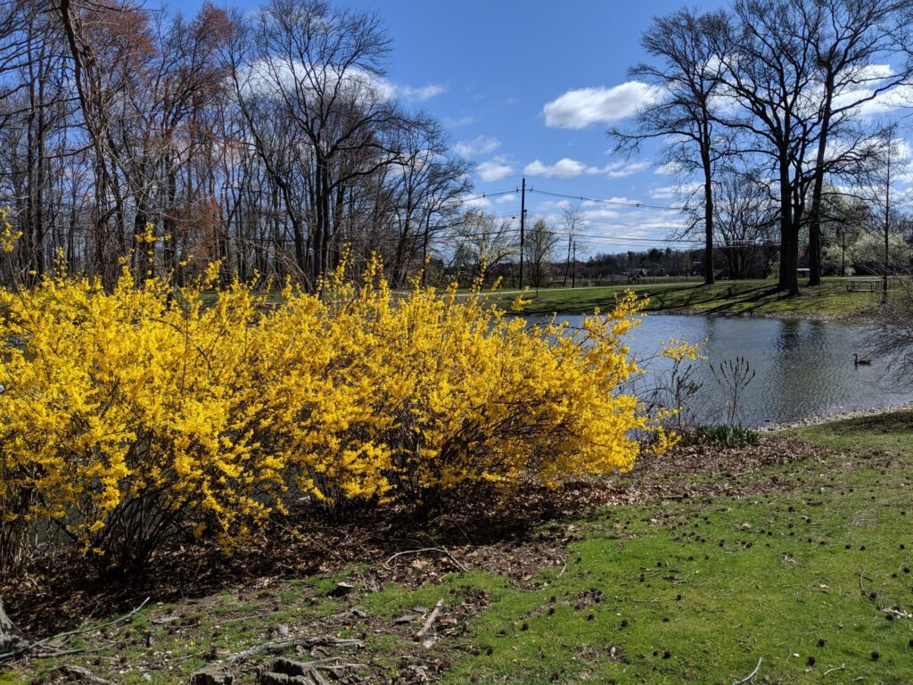 Forsythia in full bloom.