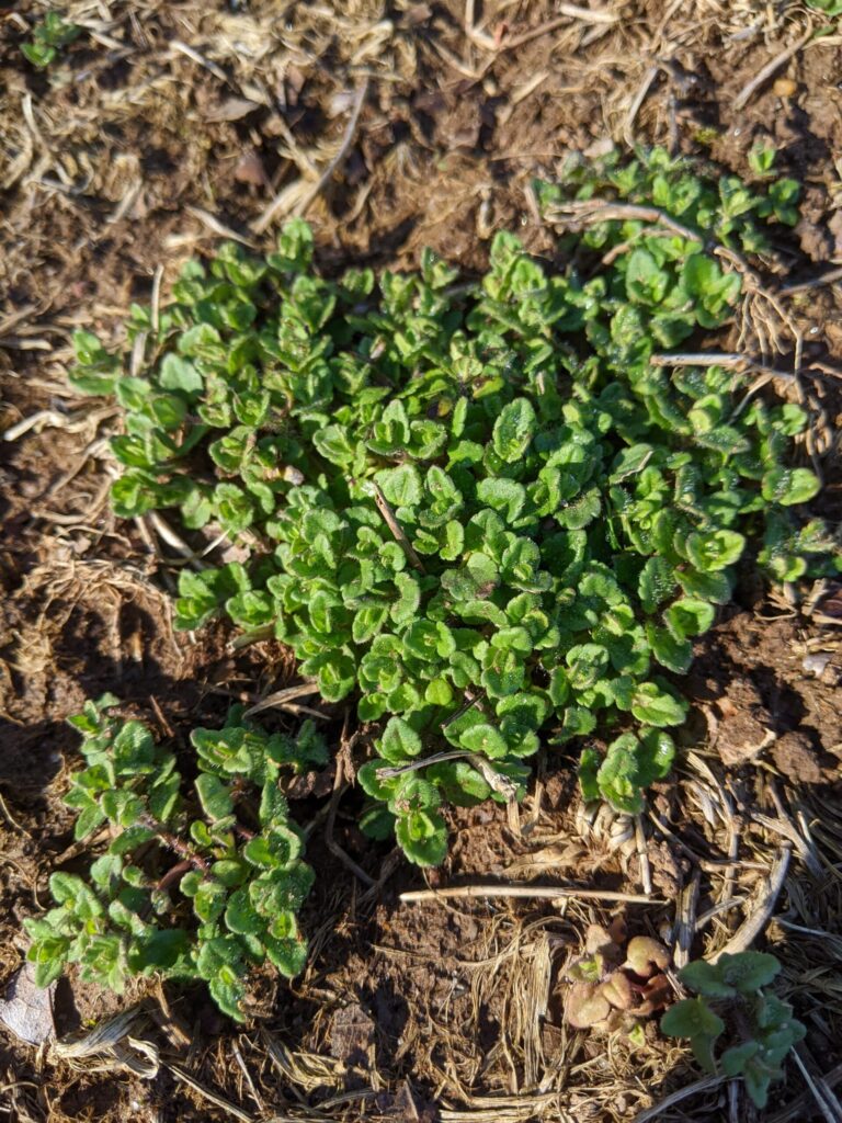 Corn speedwell in an ornamental bed.