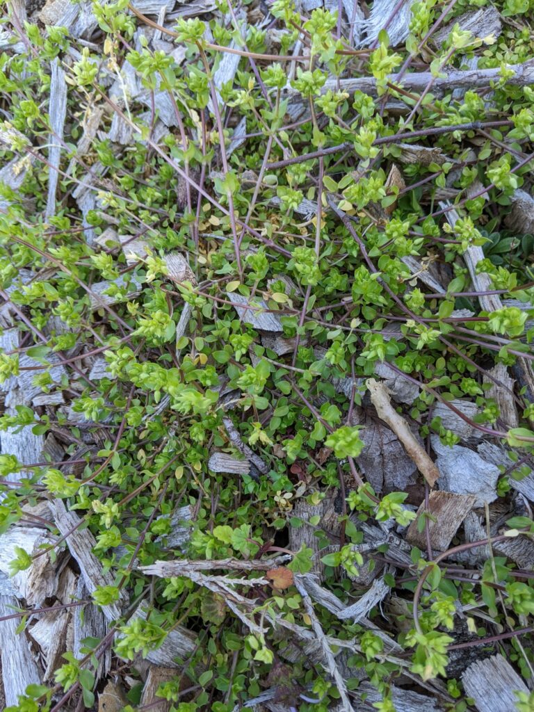 Common chickweed in an ornamental bed.