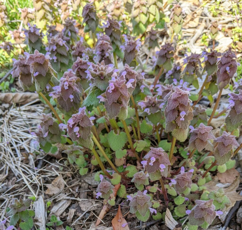 Purple deadnettle flowering in early spring.