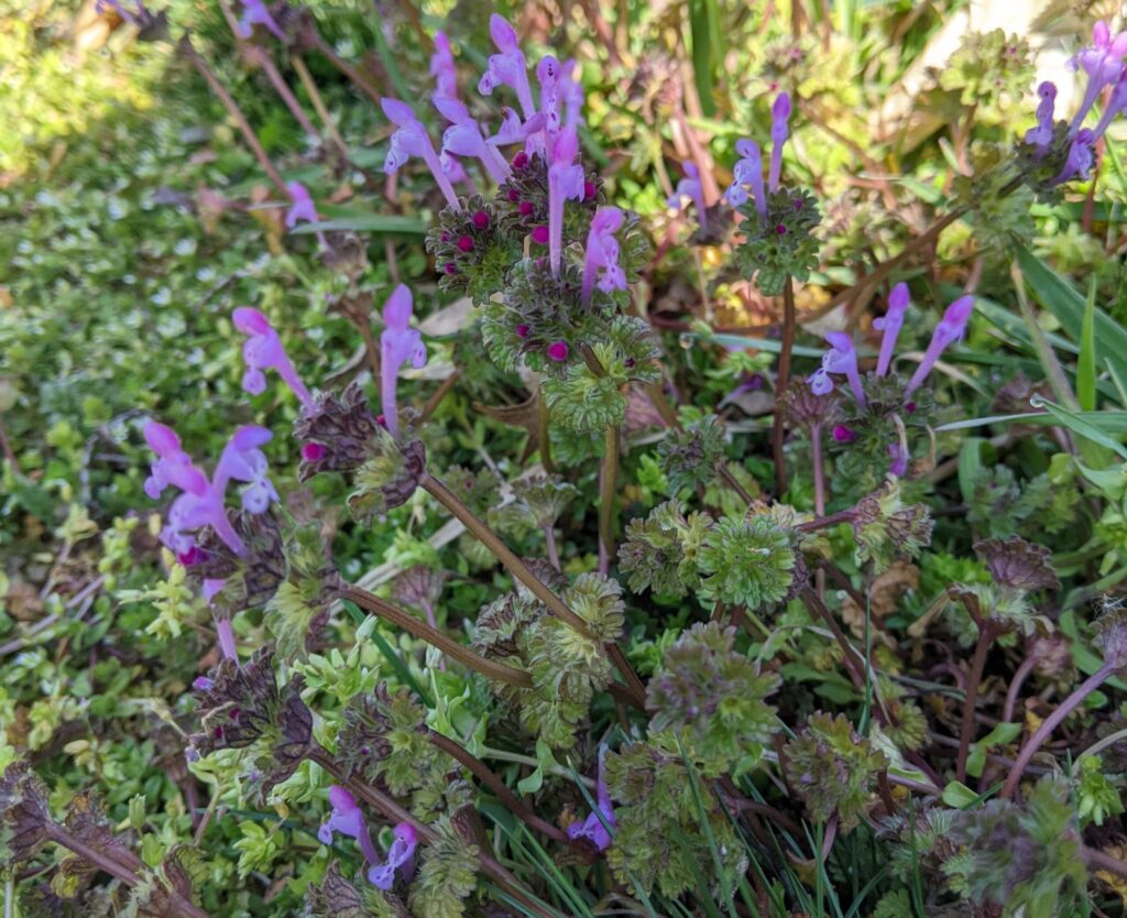 Henbit flowering.