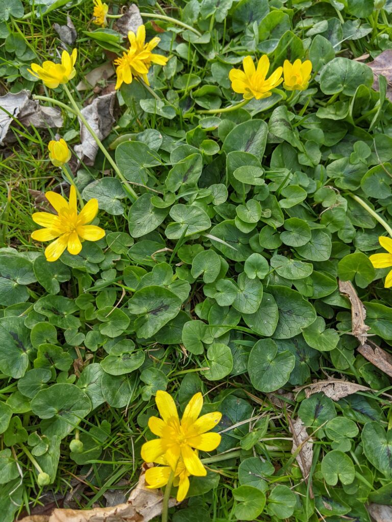 Lesser celendine in a lawn.