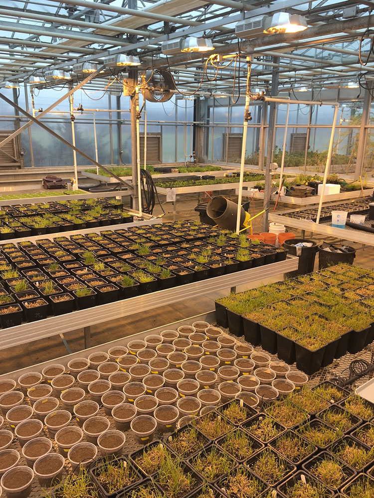 Interior of a research greenhouse.