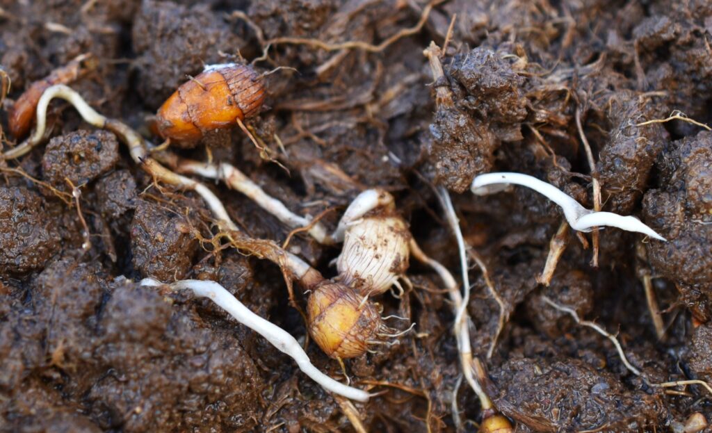 Yellow nutsedge tubers. 