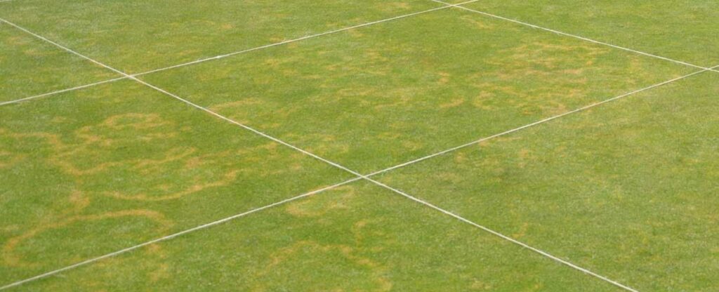 Diseased turfgrass plot.