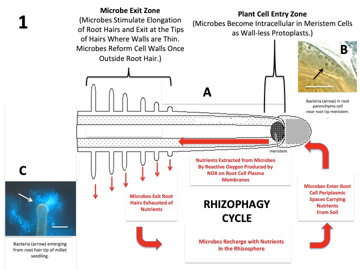 The rhizophagy cycle. Figure from Microorganisms 6 (3): 95. (2018).