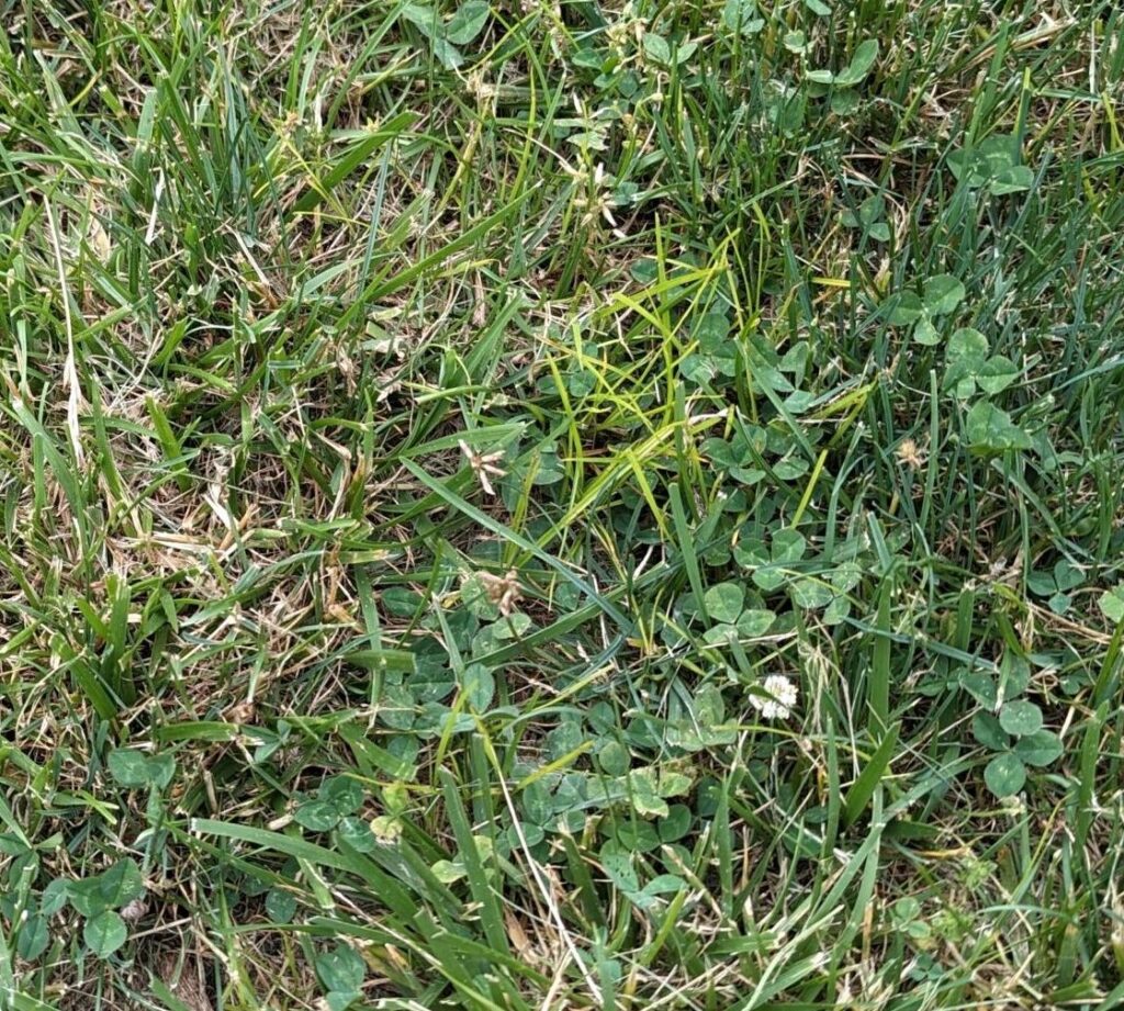 Yellow nutsedge in a lawn in early June.