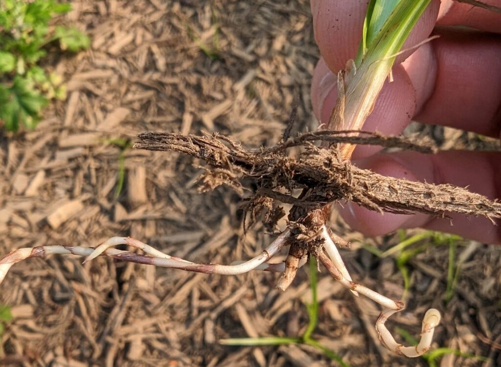 Yellow nutsedge rhizomes.