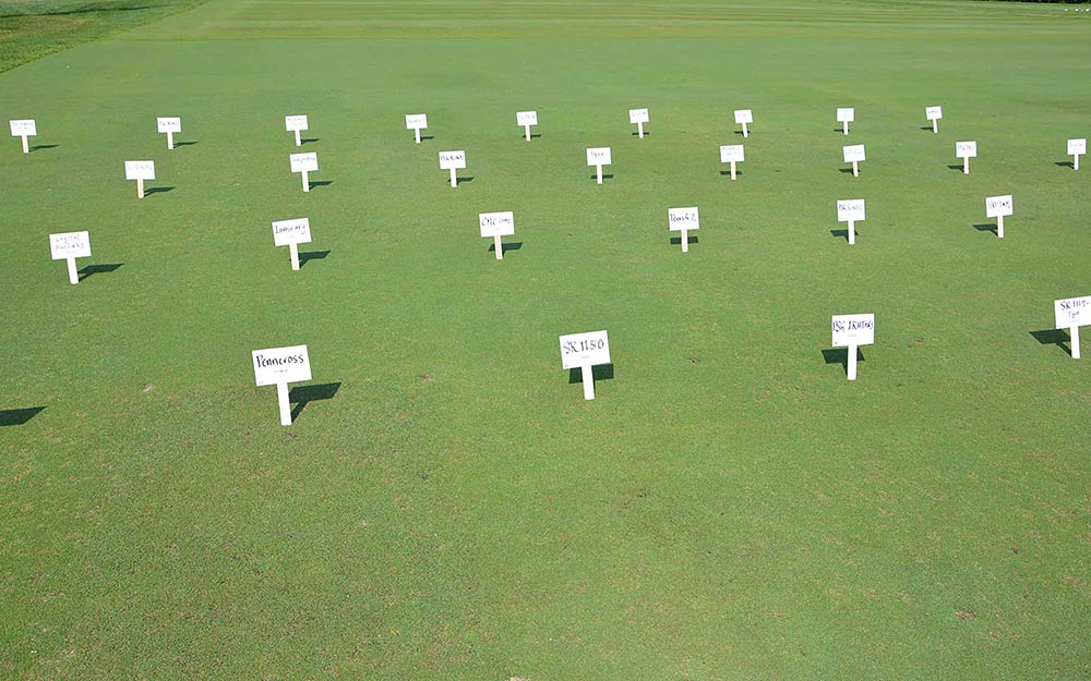 A research turf plot.